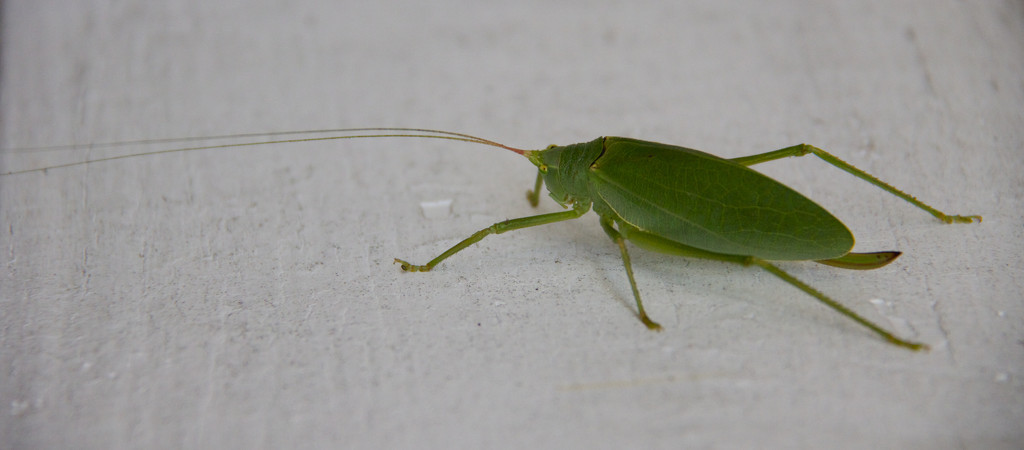 Katydid by randystreat