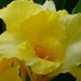 Yellow Gladiola by khawbecker