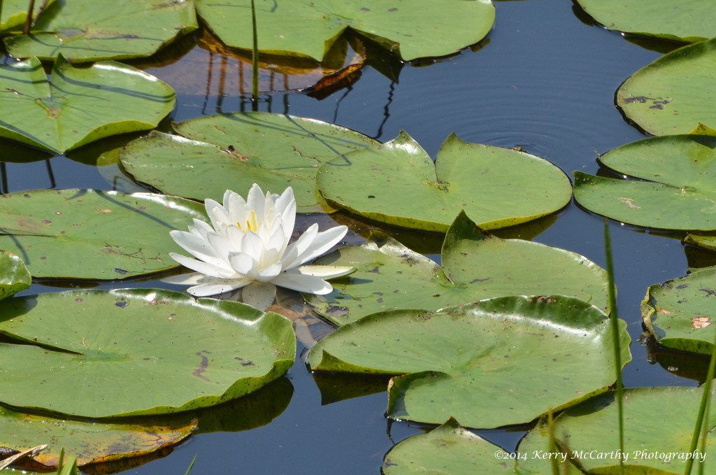 Lily pads by mccarth1