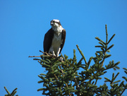 7th Aug 2014 - Mother Osprey