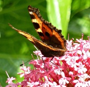 8th Aug 2014 - A-Must-4-August.  Butterfly. Garden Visitor