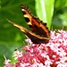 A-Must-4-August.  Butterfly. Garden Visitor by wendyfrost