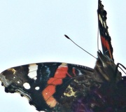 8th Aug 2014 - A-Must-4-August. Butterfly. On a Wing.
