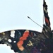 A-Must-4-August. Butterfly. On a Wing. by wendyfrost
