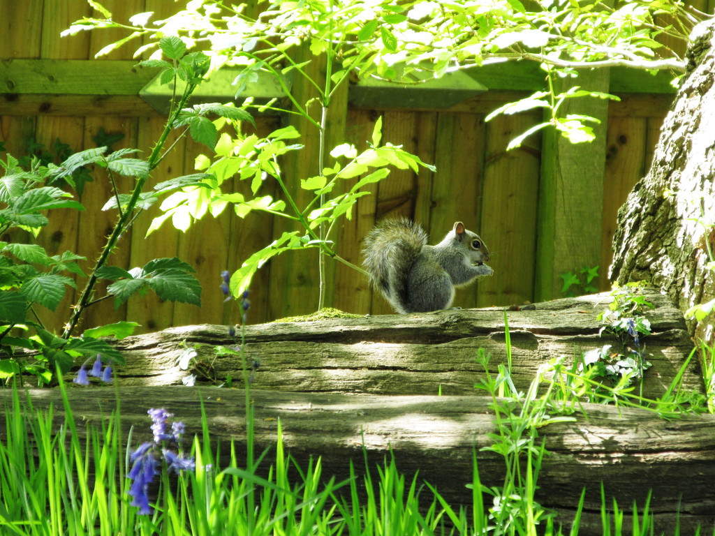 Squirrel in the bluebells by shannejw