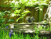 4th May 2014 - Squirrel in the bluebells