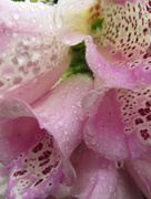 24th May 2014 - wet foxgloves