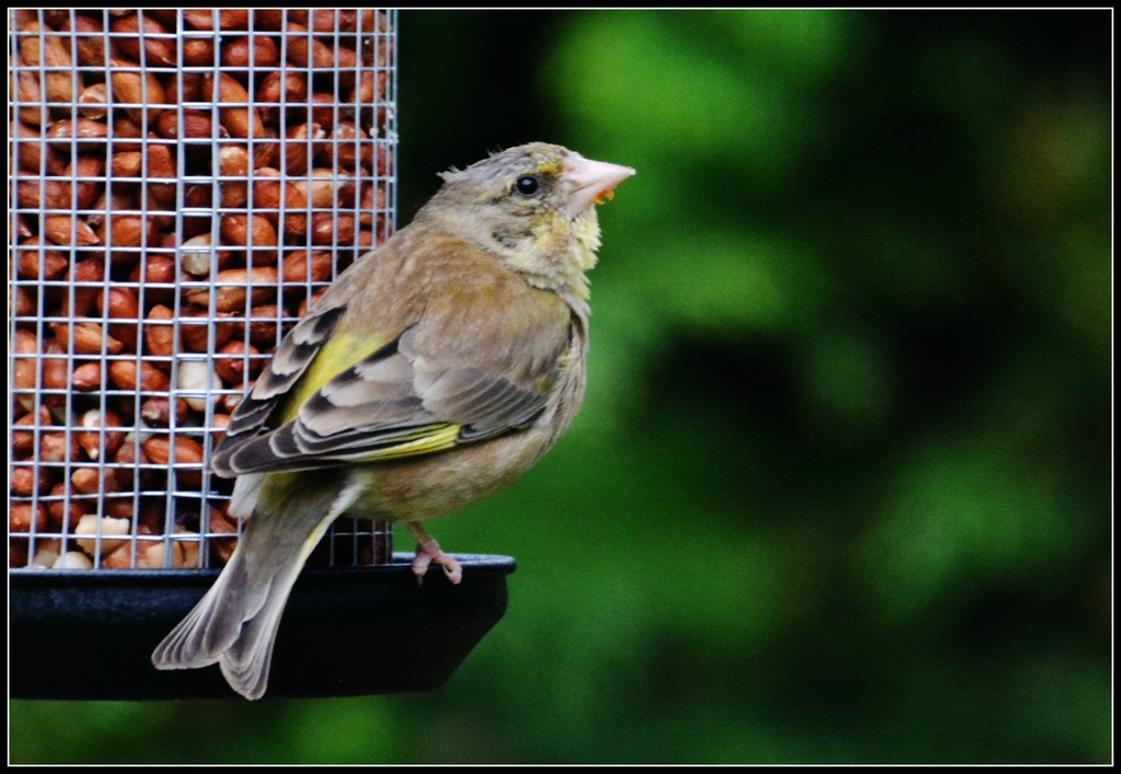 It's lovely to see a greenfinch in the garden by rosiekind