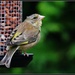 It's lovely to see a greenfinch in the garden by rosiekind