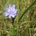 Flower Purple by rminer