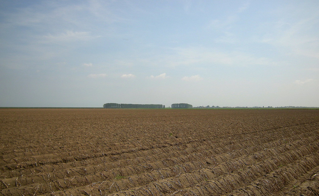 Potato field , ready to final harvest by pyrrhula