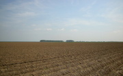 8th Aug 2014 - Potato field , ready to final harvest