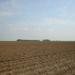 Potato field , ready to final harvest by pyrrhula