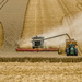 Combining wheat - 8-08 by barrowlane
