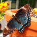 Butterfly by olivetreeann