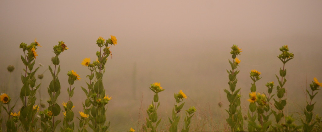 Sunflowers Shine in the Fog by kareenking