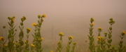 8th Aug 2014 - Sunflowers Shine in the Fog