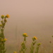 Sunflowers Shine in the Fog by kareenking