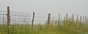 8th Aug 2014 - Foggy Fence