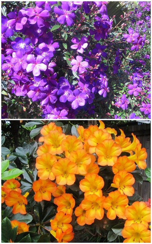 Beautiful Tibouchina & Rhododendron. by happysnaps