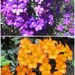 Beautiful Tibouchina & Rhododendron. by happysnaps