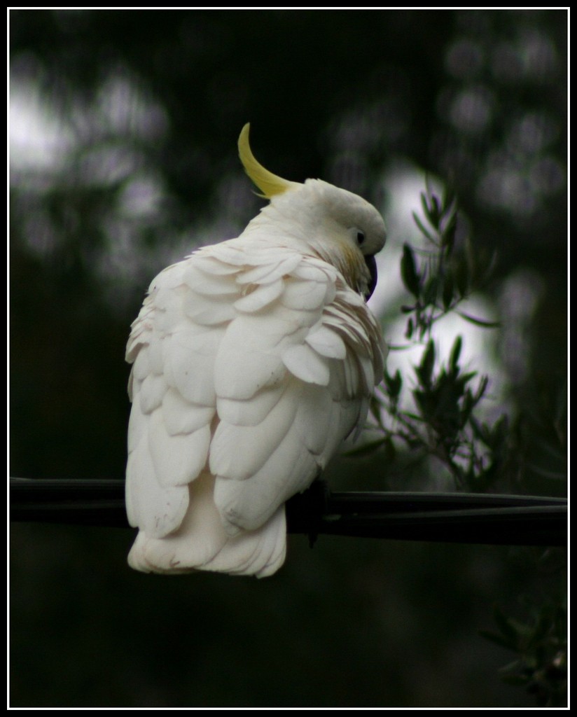 Sulphur Crested Cockatoo by cruiser