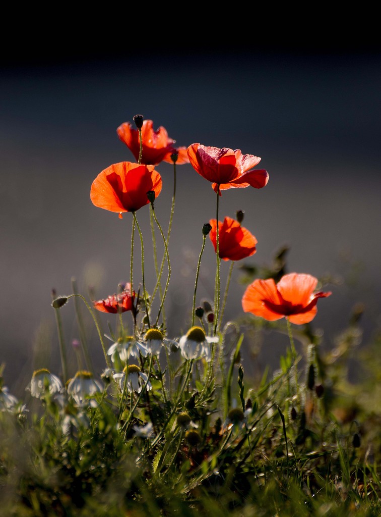 Popping Poppies and Daisies.... by shepherdmanswife