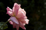 3rd Aug 2014 - Fading Rose SOOC