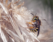 9th Aug 2014 - Rolling Wasp ( ETA after more research...probably a bee)