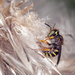 Rolling Wasp ( ETA after more research...probably a bee) by gardencat