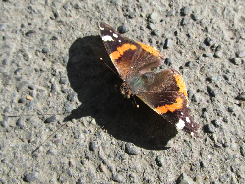 Red Admiral Butterfly by shannejw