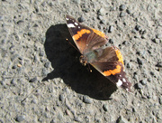 5th Jun 2014 - Red Admiral Butterfly