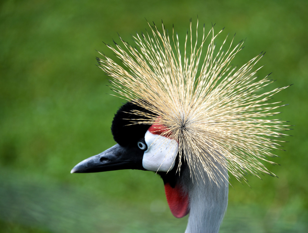 East African Crowned Crane by kathyladley