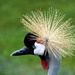 East African Crowned Crane by kathyladley