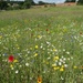 Wild Flower Meadow Ickworth  by foxes37