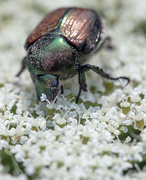 9th Aug 2014 - Japanese Beetle... ugh! 