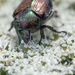 Japanese Beetle... ugh!  by gardencat