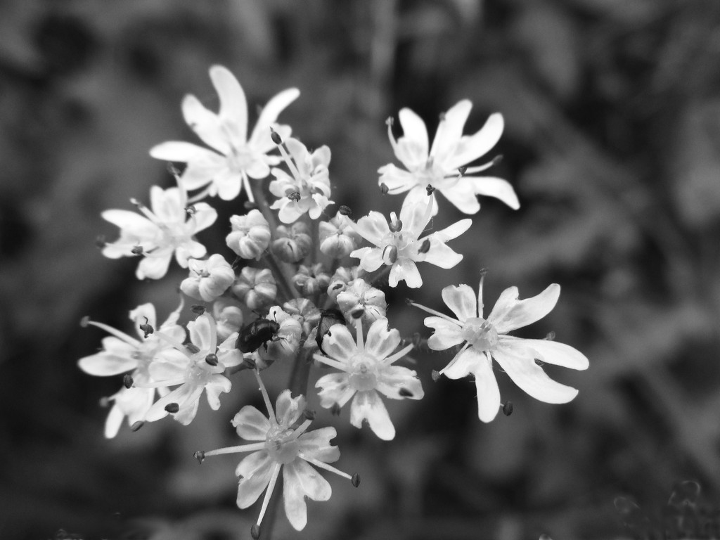 cow parsley by shannejw