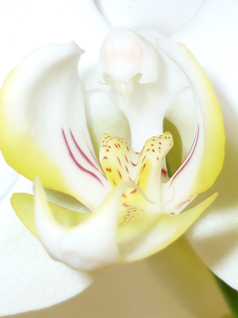 Delicate orchid by countrylassie
