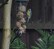 9th Aug 2014 - A pair of tits
