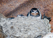 9th Aug 2014 - Young swallows - 9-08