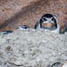 Young swallows - 9-08 by barrowlane