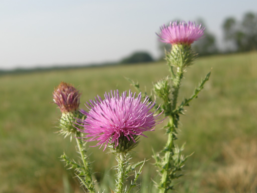 Thistle by fortong