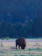 9th Aug 2014 - bison sunset