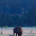 bison sunset by aecasey