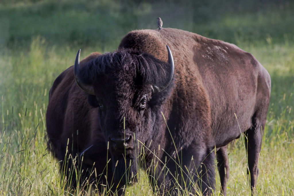 bison by aecasey
