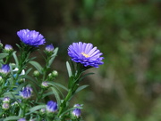 9th Aug 2014 - New York Asters 