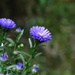 New York Asters  by khawbecker