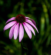 9th Aug 2014 - Cone Flower