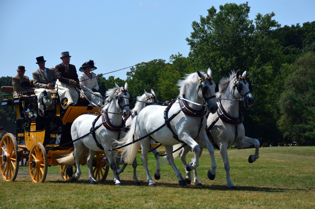 Walnut Hill Carriage Competition by jayberg